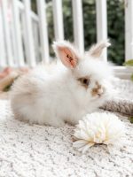Bunnie MrOtterton Kitty 7 6 26