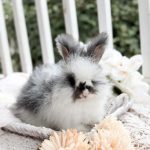 Bunnie MrOtterton Maverick2 7 6 26