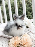 Bunnie MrOtterton Maverick2 7 6 26