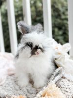 Bunnie MrOtterton Maverick3 7 6 26